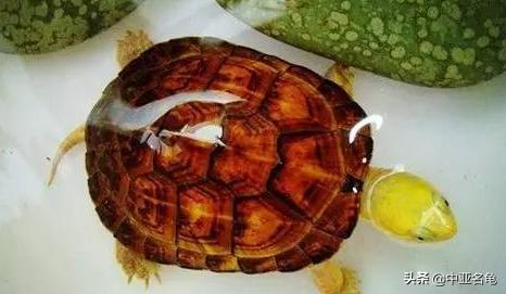 新手养水龟最好养什么龟,新手养半水龟哪个品种好