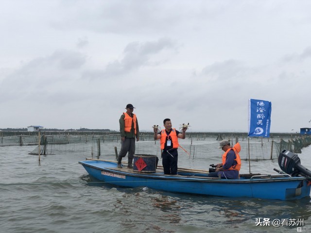 阳澄湖大闸蟹开捕的蟹王,阳澄湖大闸蟹试捕惊现八两多蟹皇