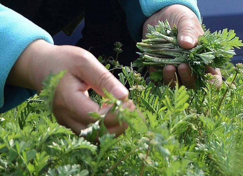 终于开始解除封禁了！别吃野味了，想要追求新鲜，多吃些野菜吧