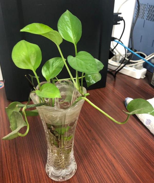水培绿萝的养殖方法和禁忌,办公室水培绿萝多久换一次水