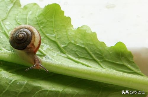 蜗牛不吃蜗牛的粮食怎么办,蜗牛是不是有26000多颗牙齿