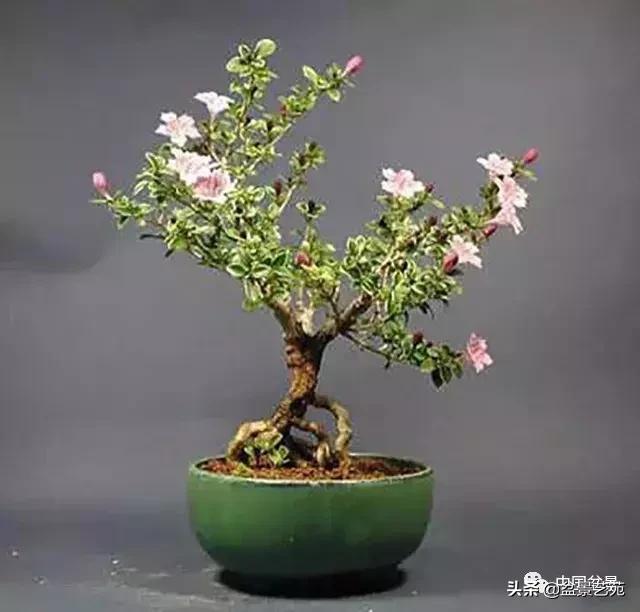 推荐36种好养的盆景植物,茶桌上养什么盆景植物