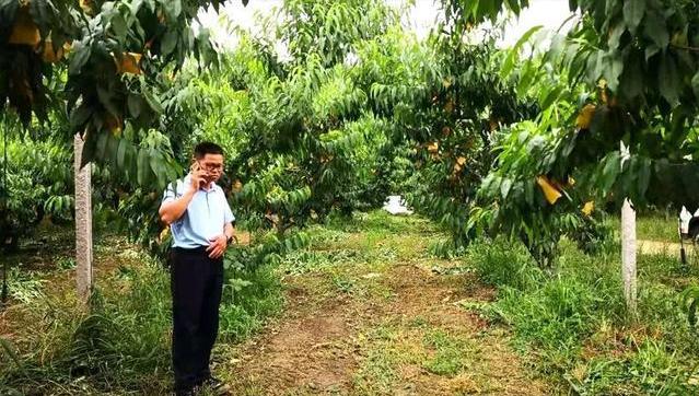 农村大叔种植桃子,农村大叔新发明的种植技术
