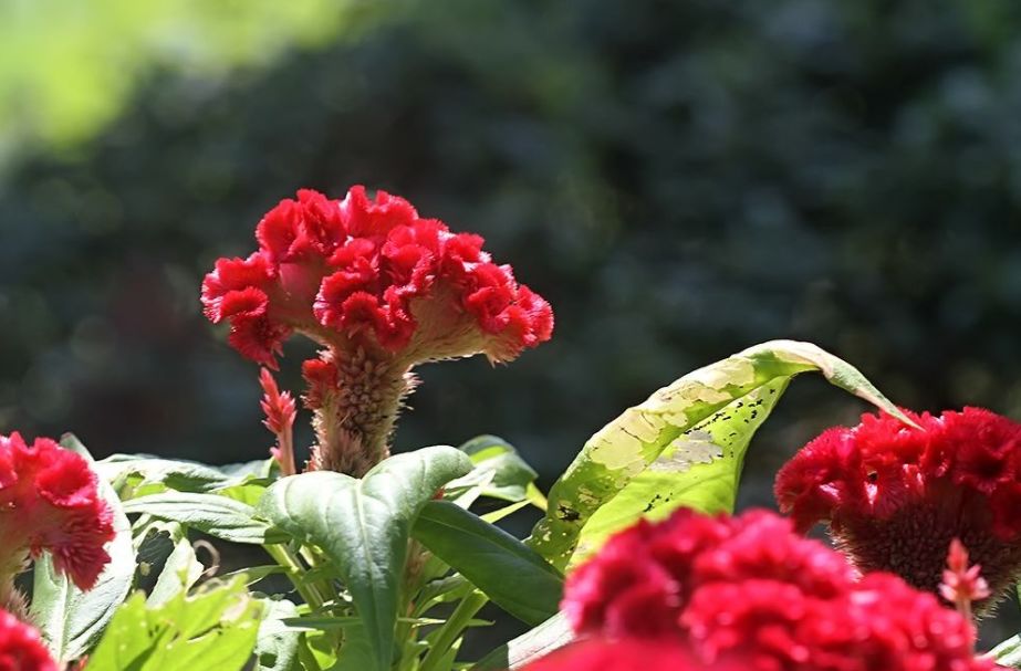 鸡冠花诗词赏析,鸡冠花的诗句及赏析