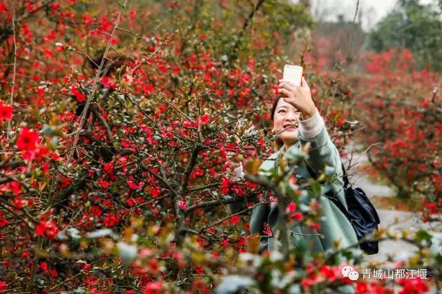 青城山熊猫谷都江堰一日游攻略,熊猫谷青城山都江堰一日游攻略