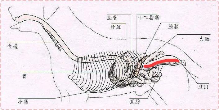 狗狗拉大便怎么判断,狗狗拉便便要怎么发现