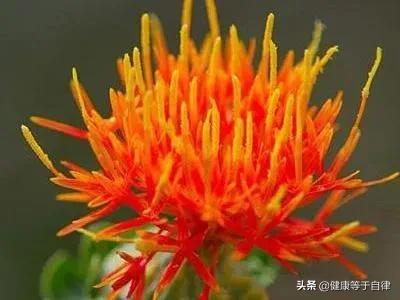 藏红花的功效与作用吃法,藏红花的功效与作用价格