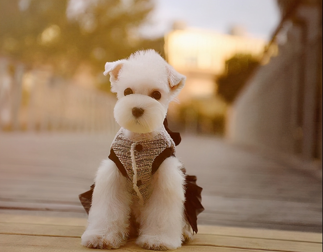 雪纳瑞各个阶段性格,雪纳瑞的五大特征
