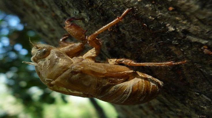 养金蝉注意什么,金蝉养殖前景最好的方法