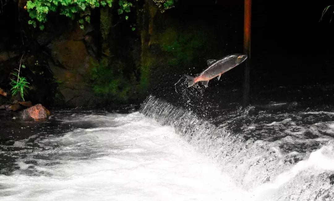 近八年学校食堂食品安全事件,校园食堂真实事件