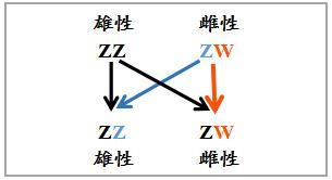 鬃狮蜥是主流爬宠么,如何饲养爬宠鬃狮蜥
