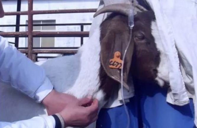 羊玉米吃多了怎样才能让它消化,羊吃玉米吃多了用什么方法治疗