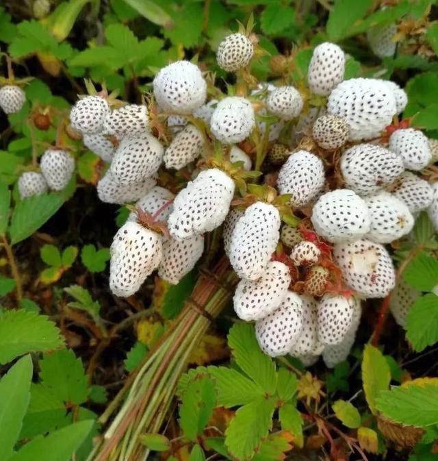 陇南的特色酒,陇南酒厂的酒系列