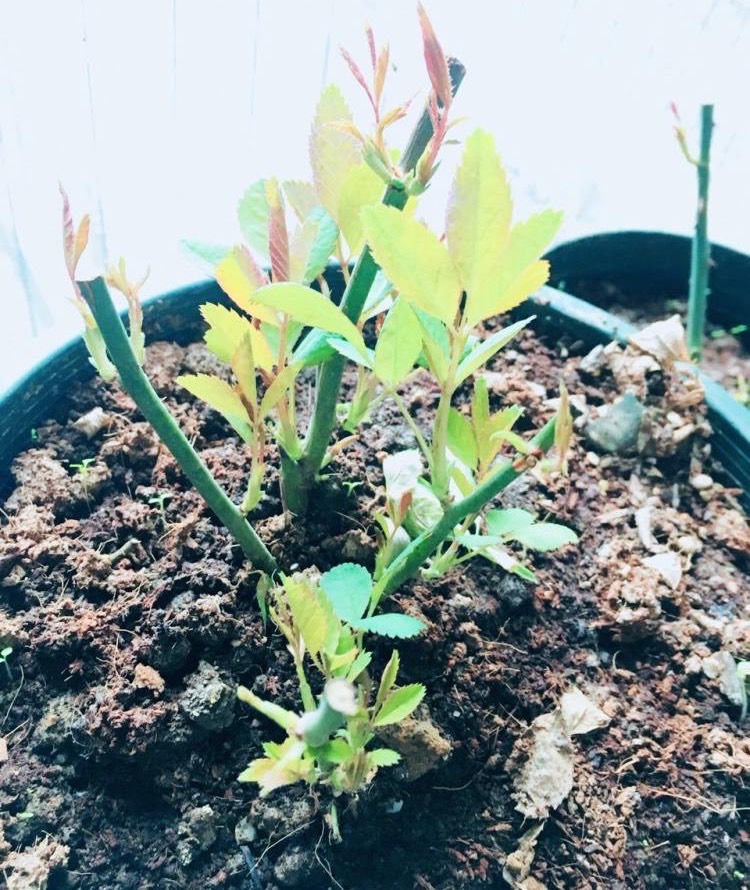 养月季，有6个“技巧”，花苞常常有，成开花机器，开花不停