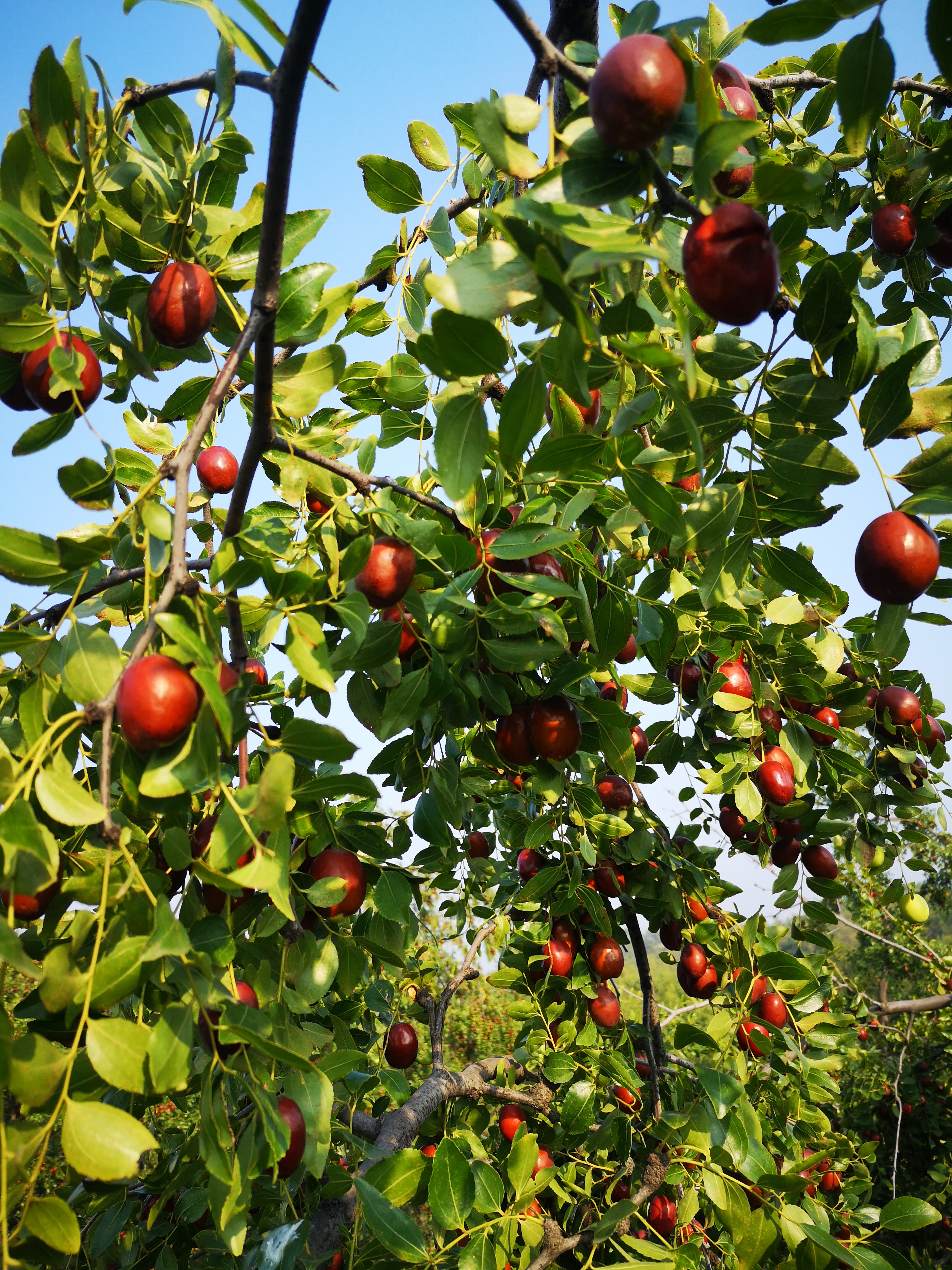 璐℃灒楠忔灒鐏版灒,璐℃灒鍥藉