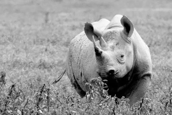 百变style多伦多 (多伦多的百变style)