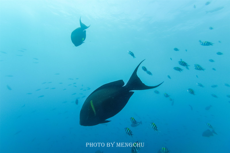 世界上最美的潜水胜地,巴厘岛的图兰奔!二战沉船遗址等你探索