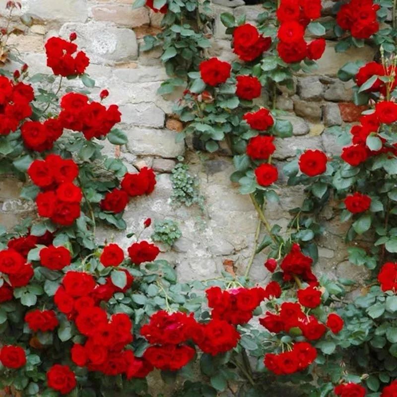 养花公认最美4种花满屋飘香,公认最好养的五种花