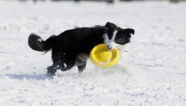 盘点特别耐寒的6种狗狗,狗狗耐寒零下多少度