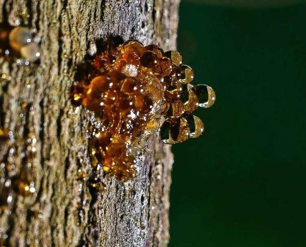 史无前例!一滴松脂让2只“交配”的苍蝇,4100万年后成围观对象