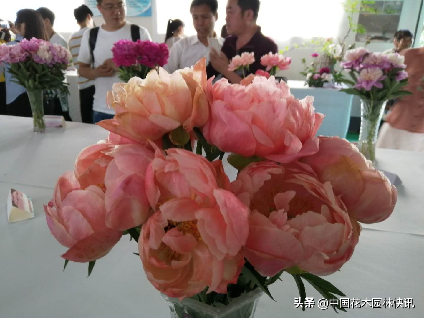 800支洛阳牡丹鲜切花出口加拿大探路成功