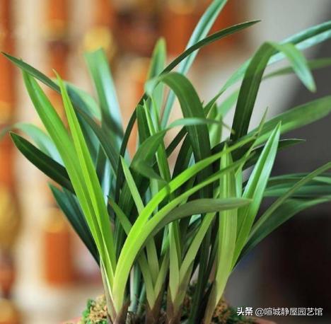 墨兰突然黄叶是什么原因,墨兰黄叶的原因是什么