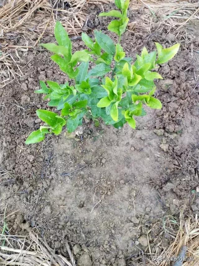 作物的根系好不好，直接决定作物的产量，柑橘尤其如此