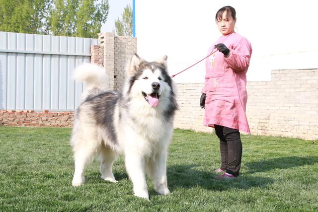 带你了解真正的阿拉斯加雪橇犬,带你了解俄罗斯