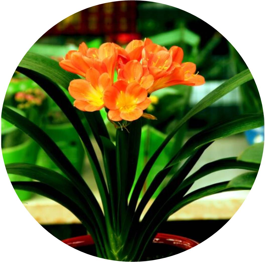 菊竹梅兰图欣赏,花中四君子的兰花图片