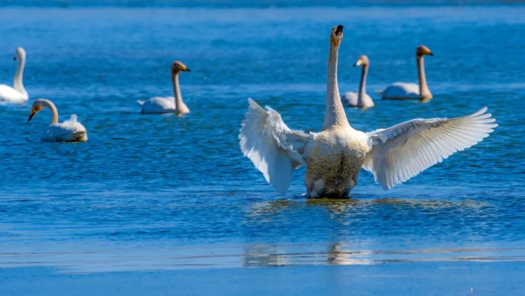 一生必背100首唐诗宋诗,一生必背的50首宋词