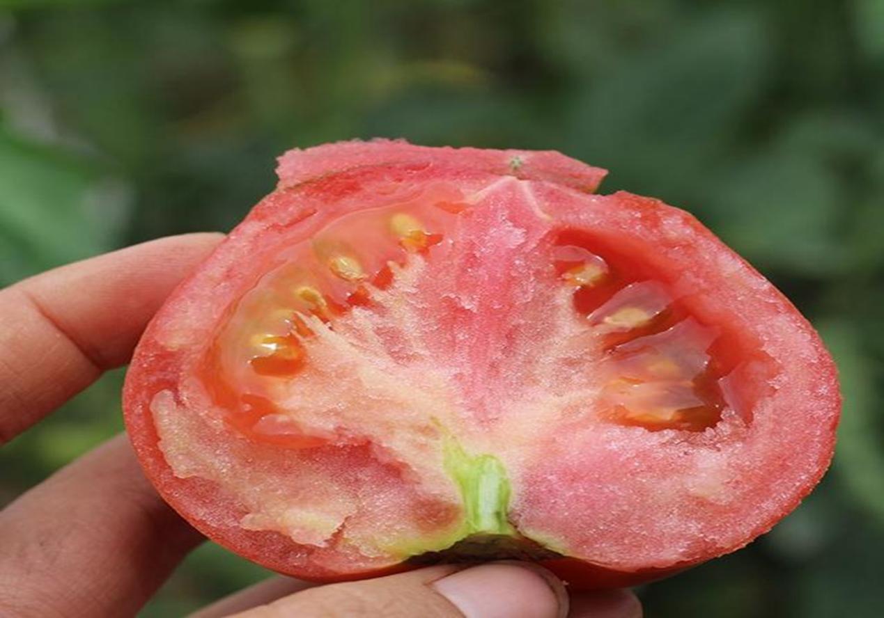 如何进行作物缺素症状的田间识别,缺素病害详解大全