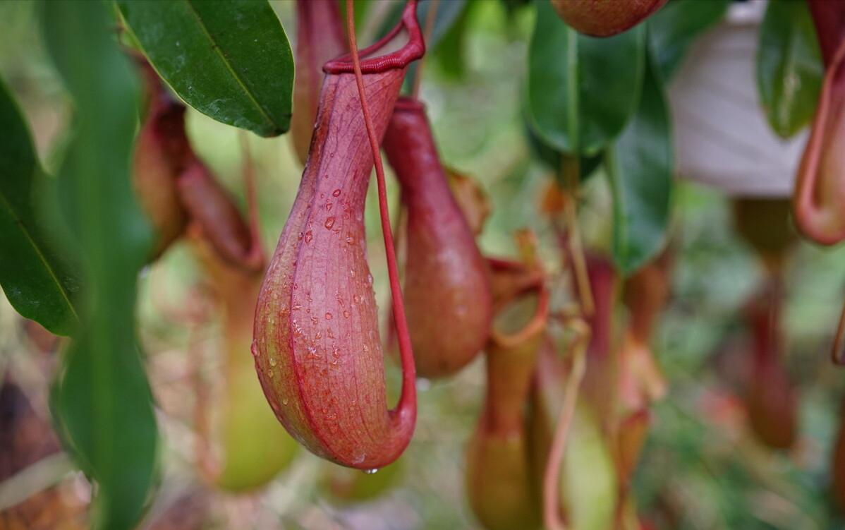 各种食虫植物的特点,不一样的食虫植物