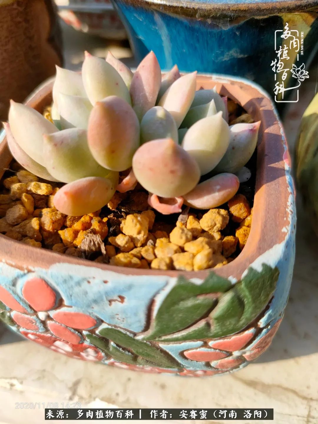 现在是多肉最美的季节,多肉最美的季节来啦