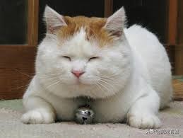 猫咪体重跟吃的猫粮计算,猫猫每日食谱大全