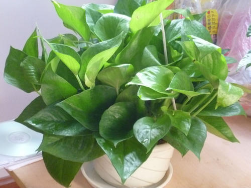 绿萝叶片黄用什么可以改善一下,绿萝叶子喷什么又绿又亮小窍门