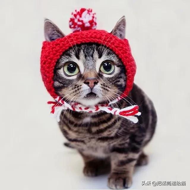 猫兄妹可爱视频,矮脚猫兄妹