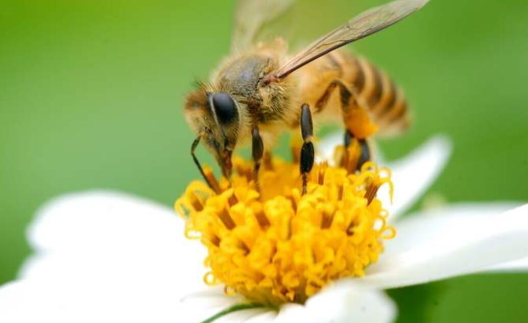 勤劳的精灵,采得百花酿成蜜,让人类享受自然的甘甜