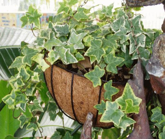 五种植物最能净化空气除甲醛,甲醛克星第一名植物好养