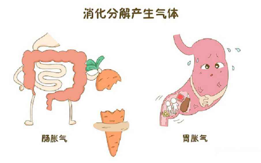 屁是怎样形成的为什么是臭的,屁是怎么形成和排出的