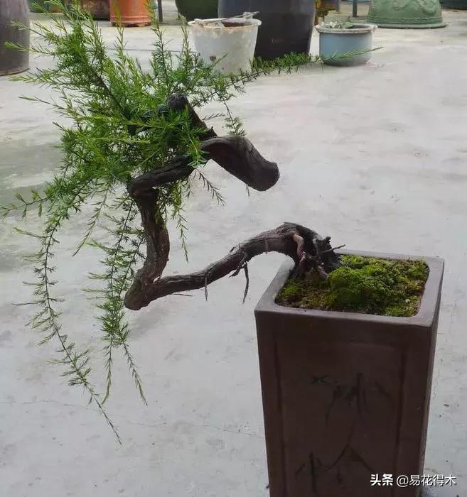 岗松盆景移栽,岗松盆景风景