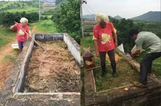 脐橙酵素肥,橙子酵素肥料