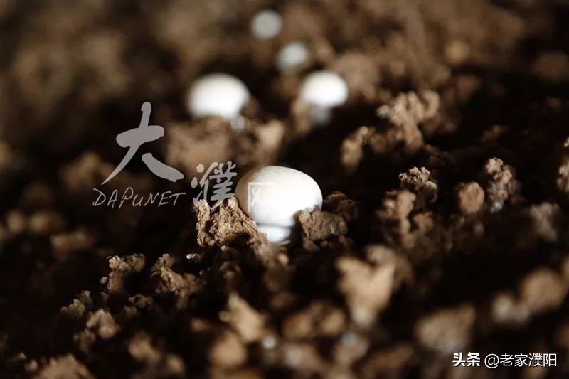 濮阳县各乡镇地名由来,濮阳最早出现的地名