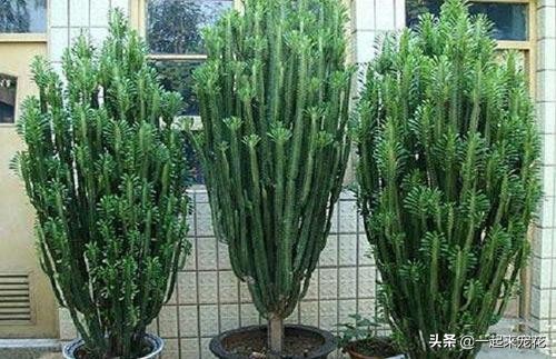 不能在家养的三种有毒的花,不能在家里养的三种花