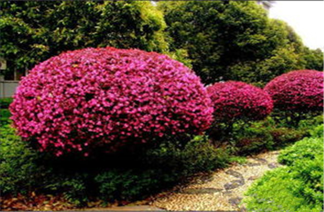 红檵木有多少种品种,檵木和红檵木的药用价值有啥区别