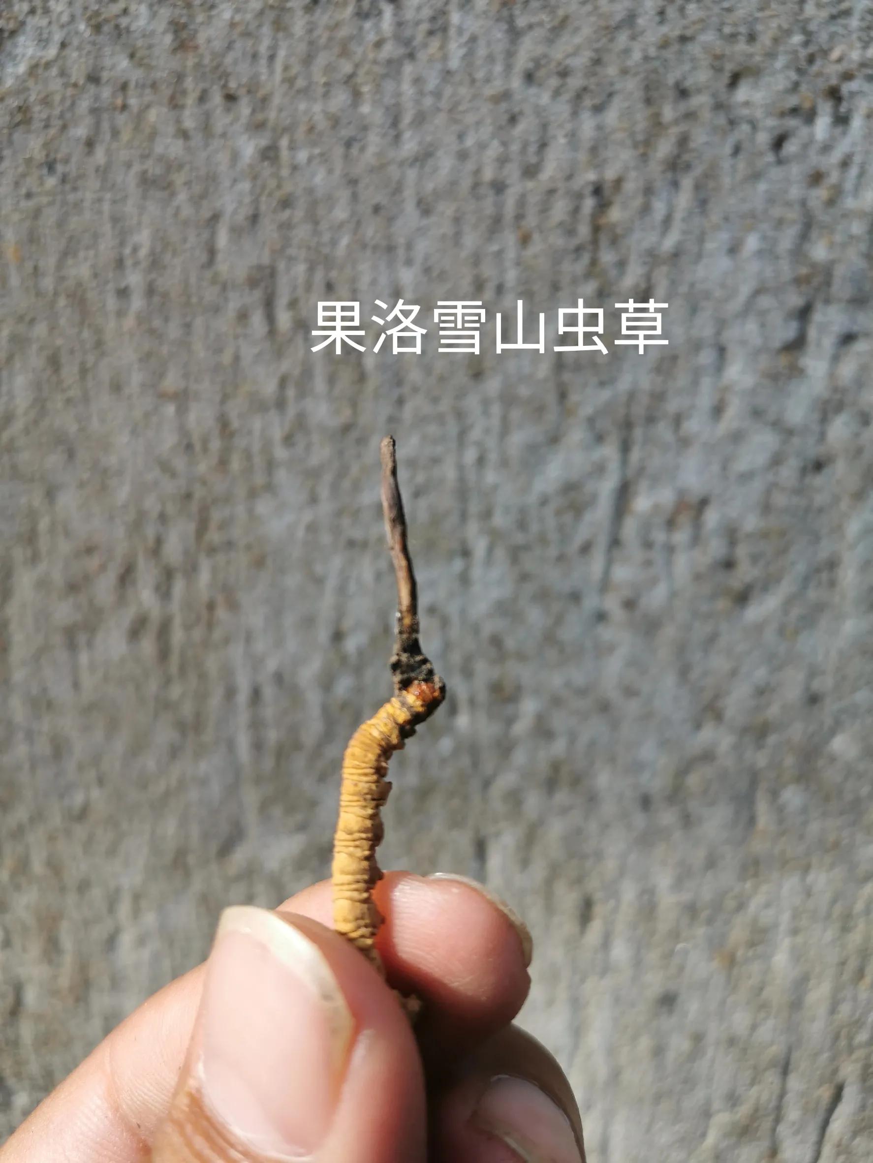 冬虫夏草的产地在我国什么地方,不同产地的冬虫夏草都有什么区别