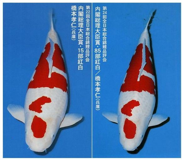 锦鲤烂鳍拒食,锦鲤鱼拒食