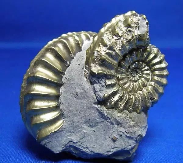 价值1000万的金子一鉴定只剩100？！“愚人金”到底是什么？