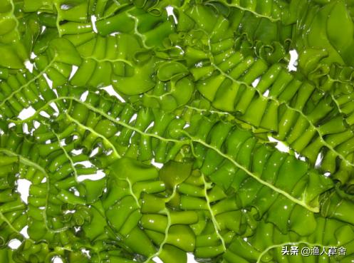 辽宁省大连知名农产品,辽宁省农产品地理标志产品都有啥