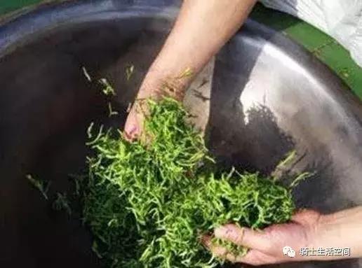 骑士说茶:峨眉山中的绿色精灵——竹叶青