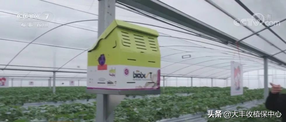 高架草莓和地栽草莓哪个贵,草莓低价种植技术有哪些